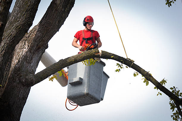 Best Residential Tree Removal  in USA